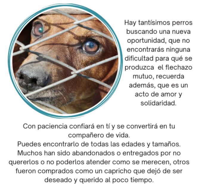 adoptar-perros