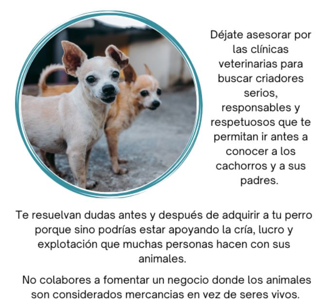 comprar-perros